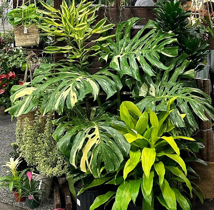 Monstera deliciosa Thai Constellation