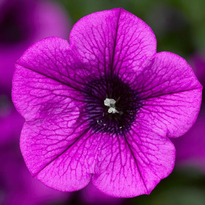 Petunia Dekko&trade; Deep Lavender Vein