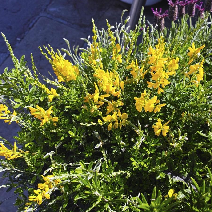 Genista racemosa 