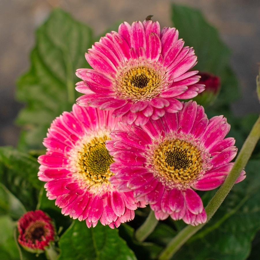 Gerbera Garvinea&reg; Sweet Spice