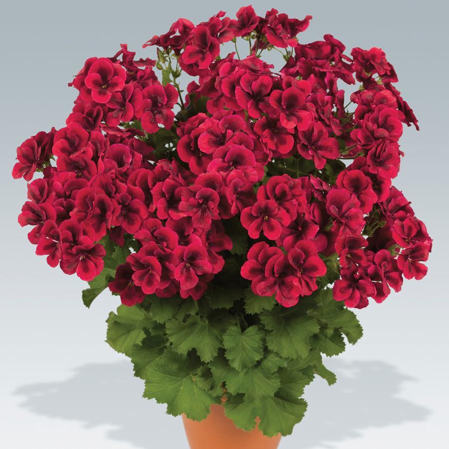 Geranium (Pelargonium) domesticum Candy Flowers Bright Red