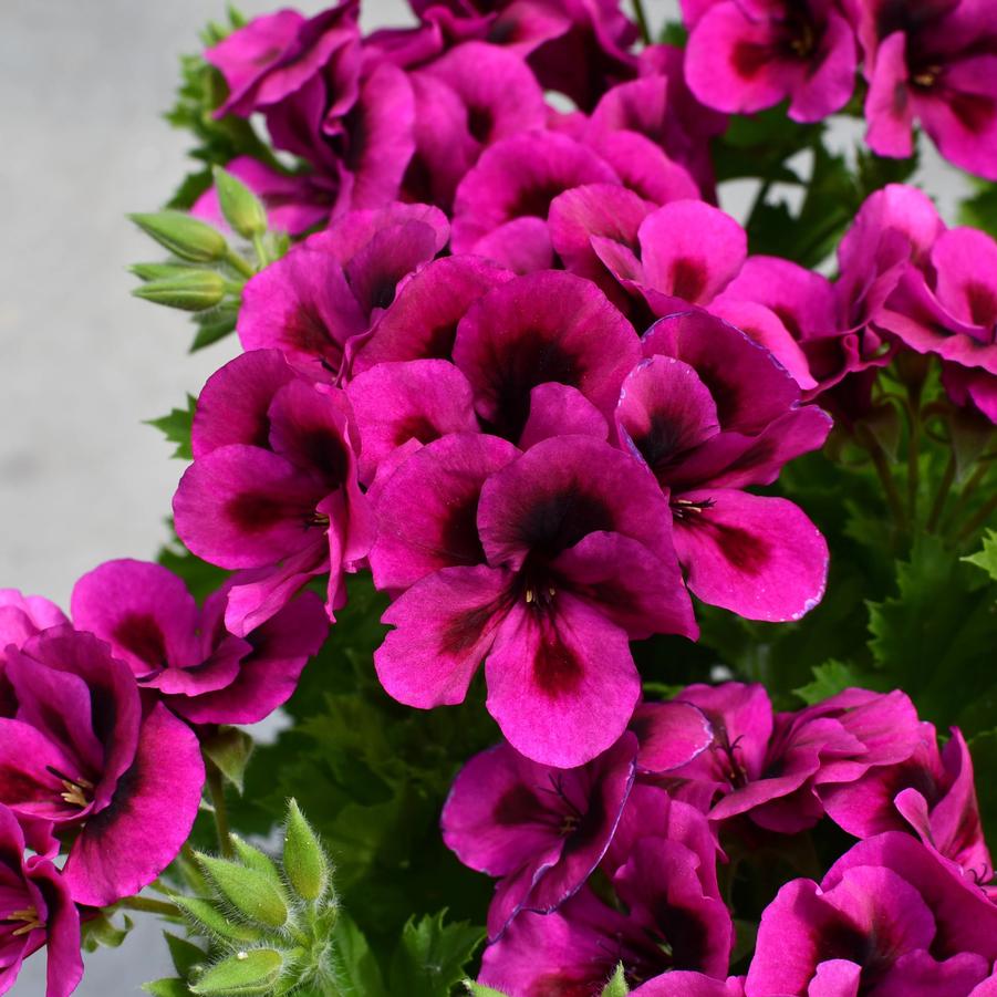 Geranium (Pelargonium) domesticum Candy Flowers Violet