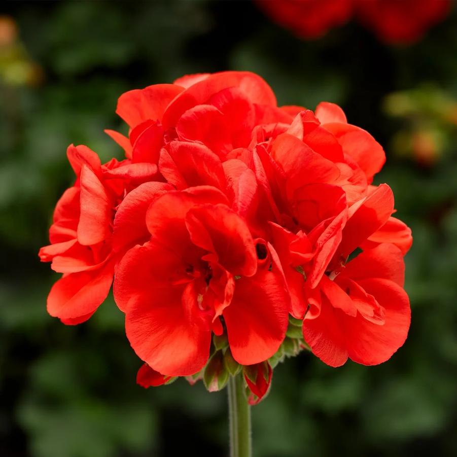Geranium (Pelargonium) x hortorum Elanos Deep Red