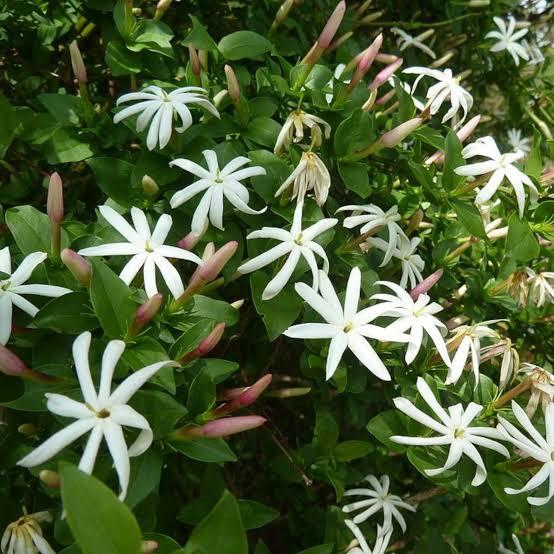 Jasminum angulare 