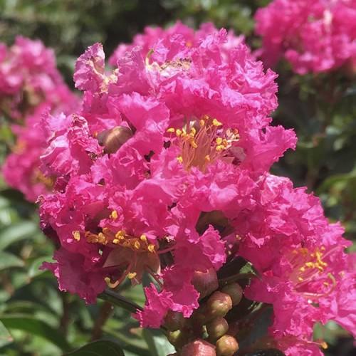 Lagerstroemia indica Miss Frances