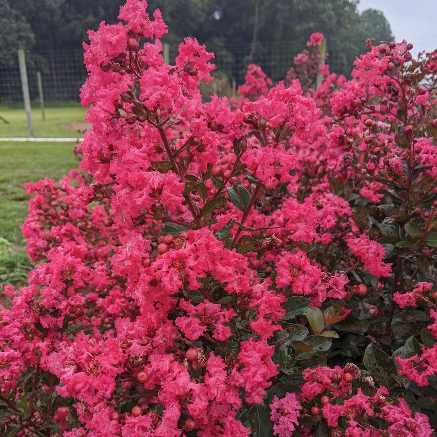 Lagerstroemia indica My Fair Myrtle