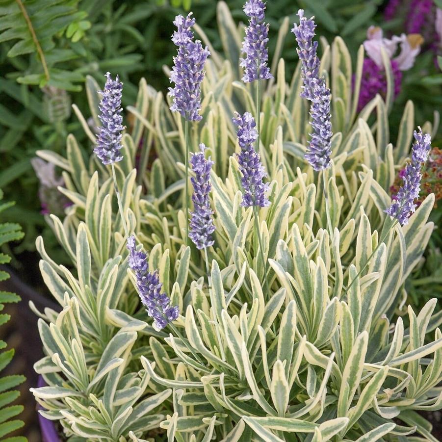 Lavandula angustifolia Platinum Blonde&trade;