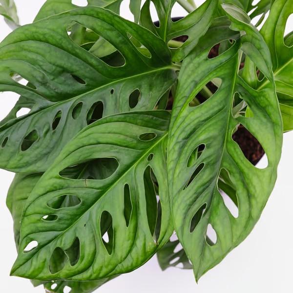 Monstera adansonii 