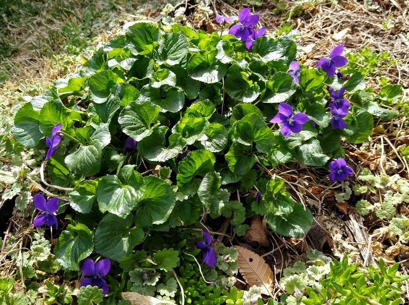 Viola odorata Royal Robe