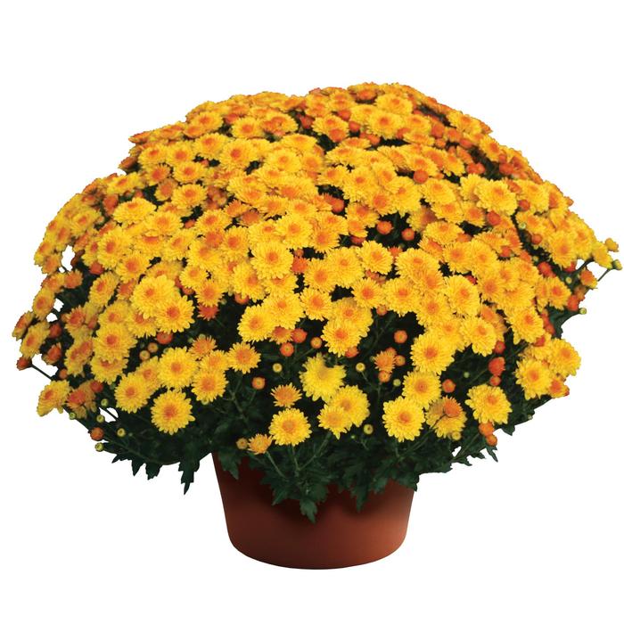 Chrysanthemum x morifolium Cheryl&trade; Golden
