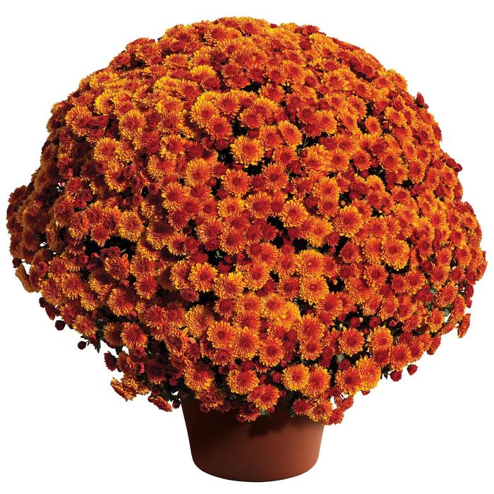 Chrysanthemum x morifolium Cheryl&trade; Spicy Orange