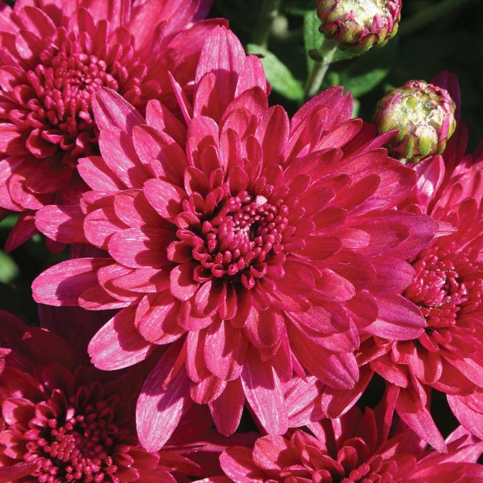 Chrysanthemum x morifolium Wanda&trade; Purple