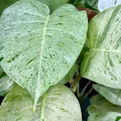 Epipremnum pinnatum Snow Queen