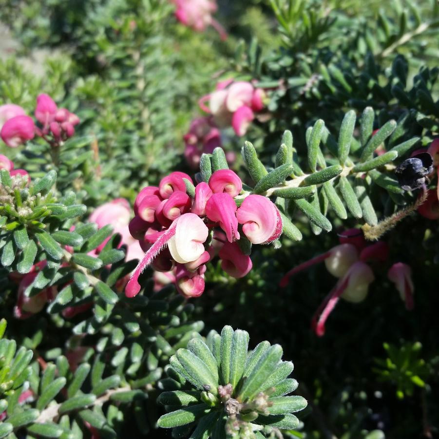 Grevillea lanigera Mount Tamboritha