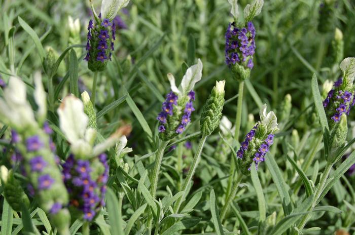 Lavandula stoechas Madrid Blue