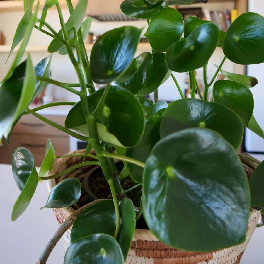 Peperomia Polybotrya Raindrop