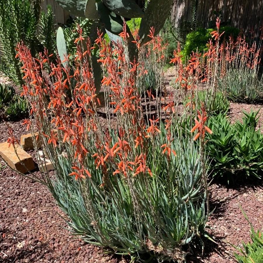 Aloe Blue Elf