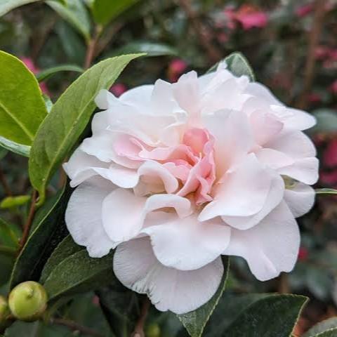 Camellia Jury's Pearl