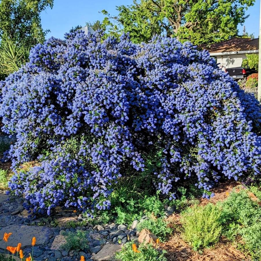 Ceanothus X Concha