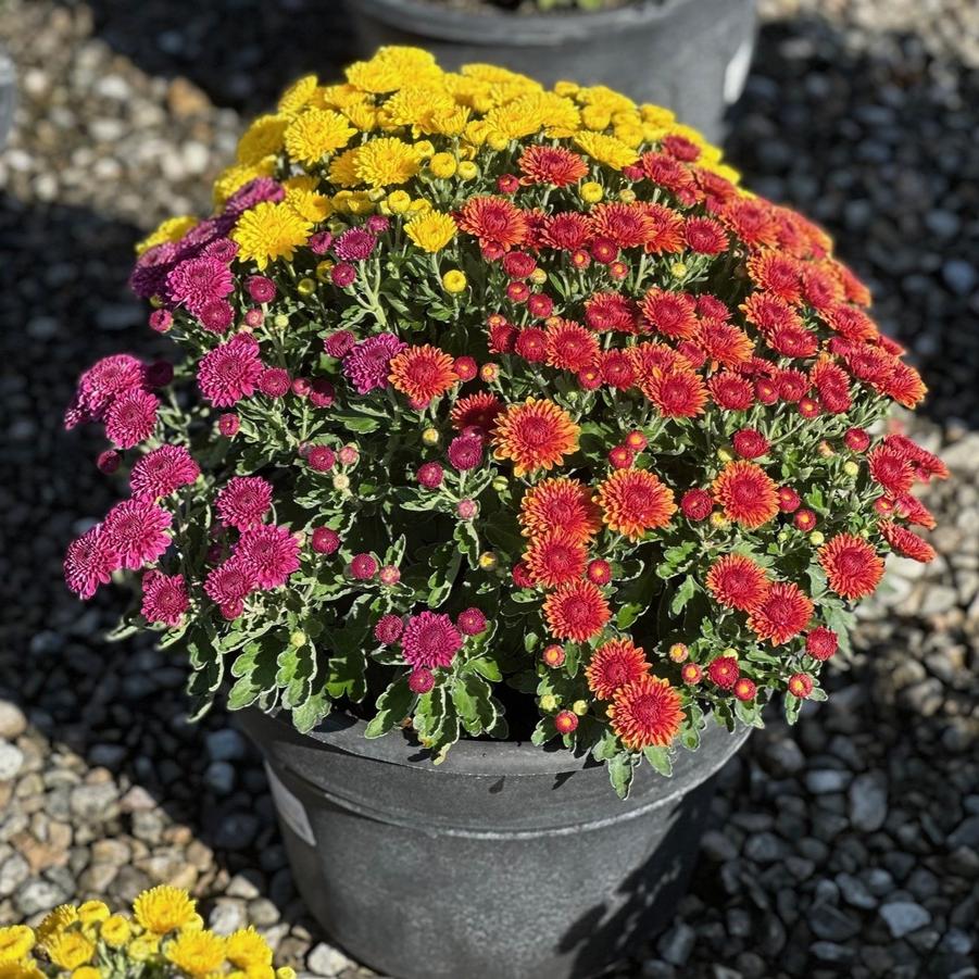 Chrysanthemum Mixed Color Bowls