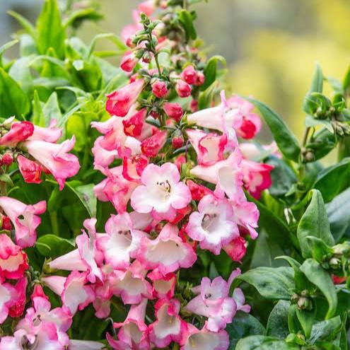Penstemon hartwegii Peptalk Pretty in Pink