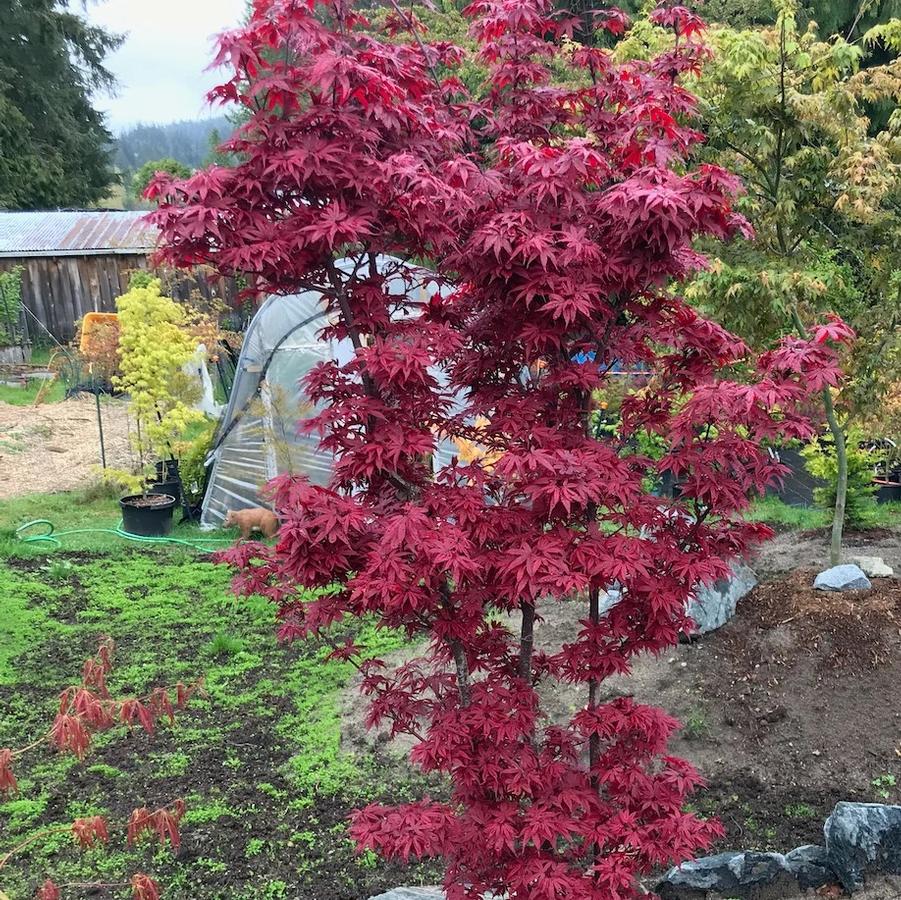 Acer palmatum Skeeter's Broom
