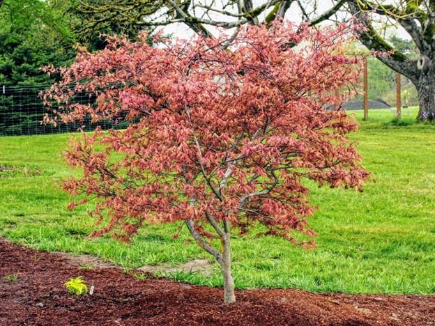 Acer palmatum Olsens Frosted Strawberry