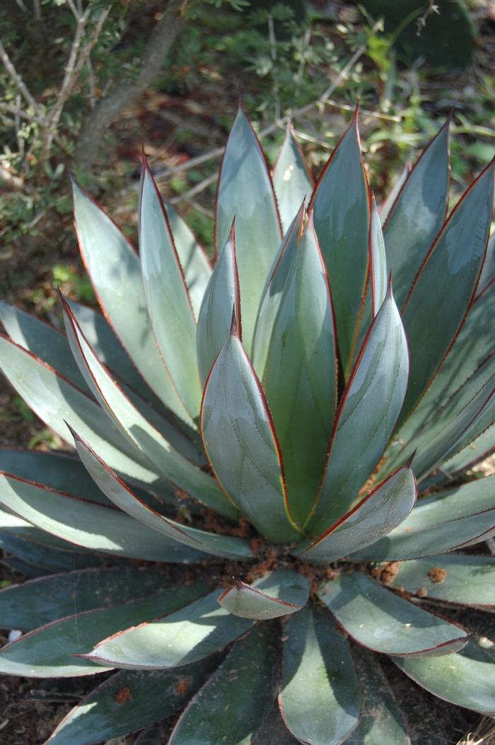 Agave Blue Glow