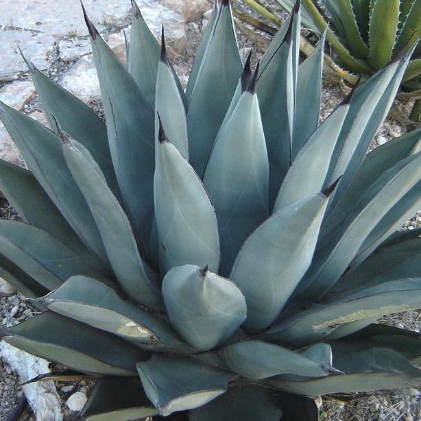Agave Sharkskin