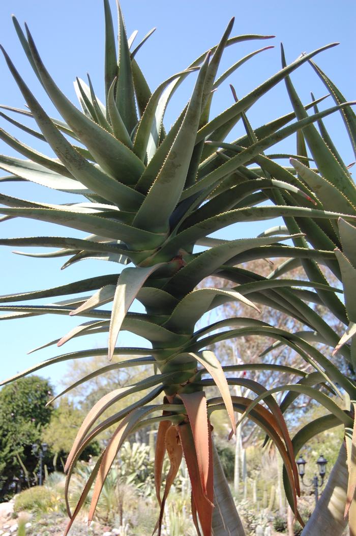 Aloe barberae x dichotoma Hercules