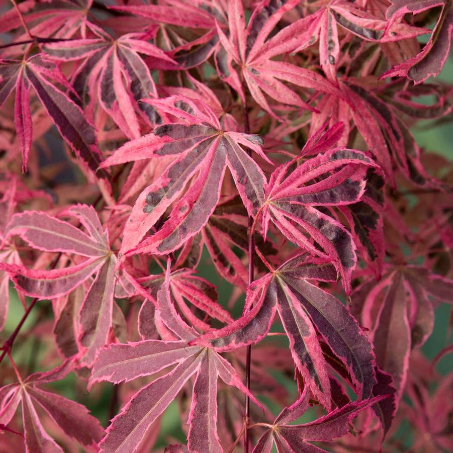 Acer palmatum Shirazz