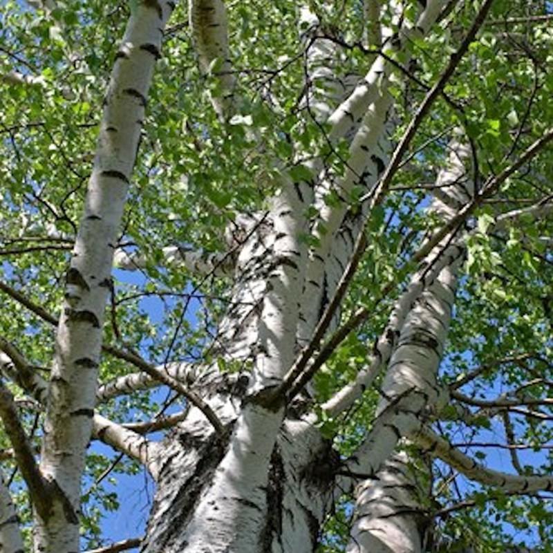 Betula pendula 