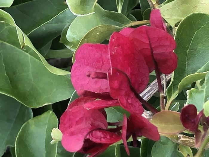 Bougainvillea La Jolla