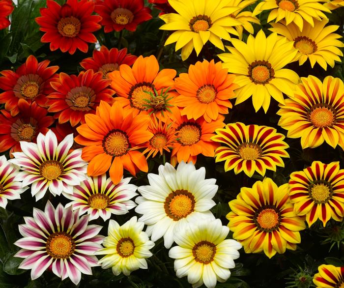 Gazania rigens Big Kiss&trade; Mix