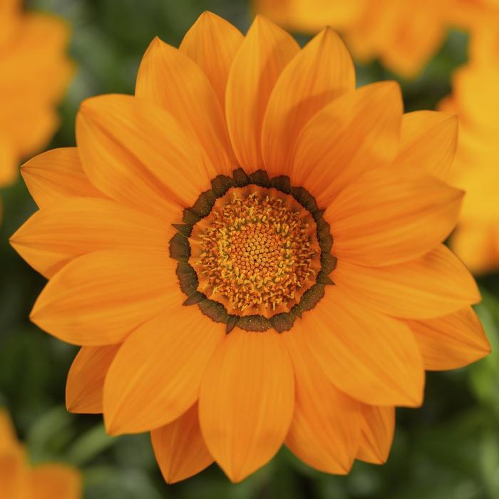 Gazania rigens Big Kiss&trade; Orange