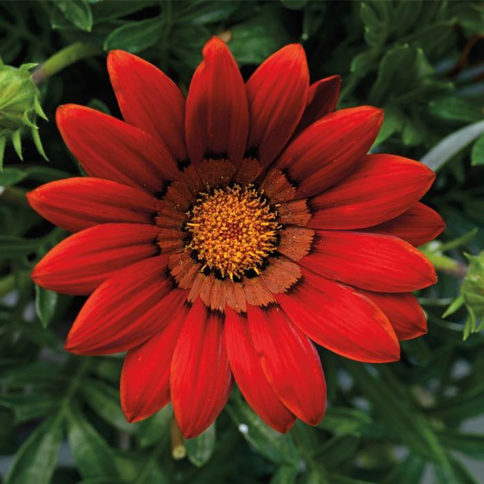 Gazania rigens 'Red' Treasure Flower from Belmont Nursery