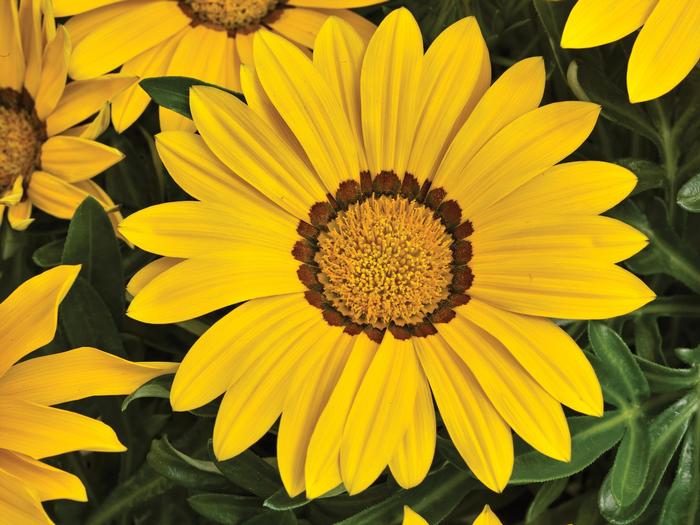 Gazania rigens Big Kiss&trade; Yellow