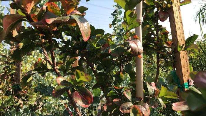 Lagerstroemia indica x fauriei Cherokee