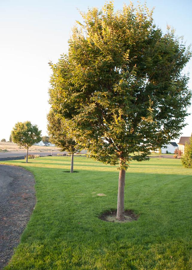 Zelkova serrata City Sprite®