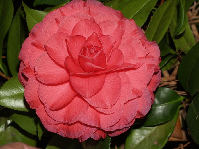 Camellia japonica 'Nuccio's Bella Rosa' Camellia from Belmont Nursery