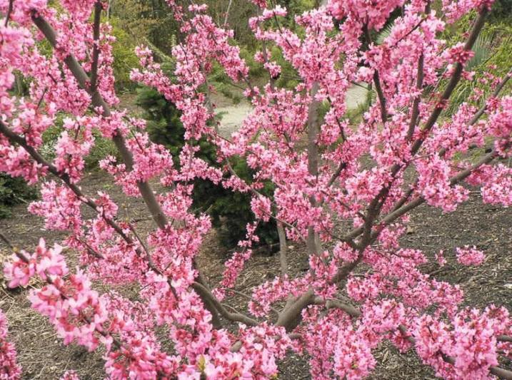 Cercis canadensis Tennessee Pink