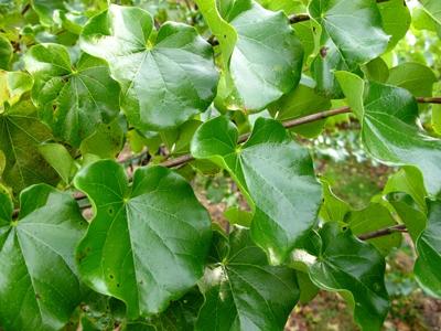 Cercis canadensis var. texensis Oklahoma