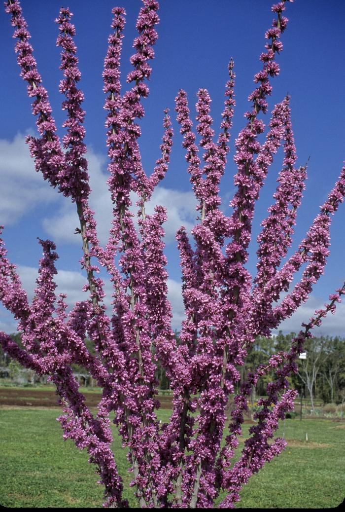 Cercis chinensis Avondale