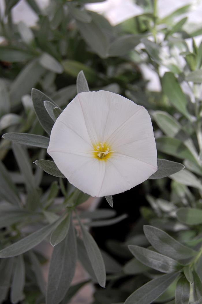 Convolvulus cneorum 