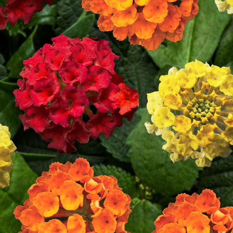 Lantana camara Bandana Lava Flow