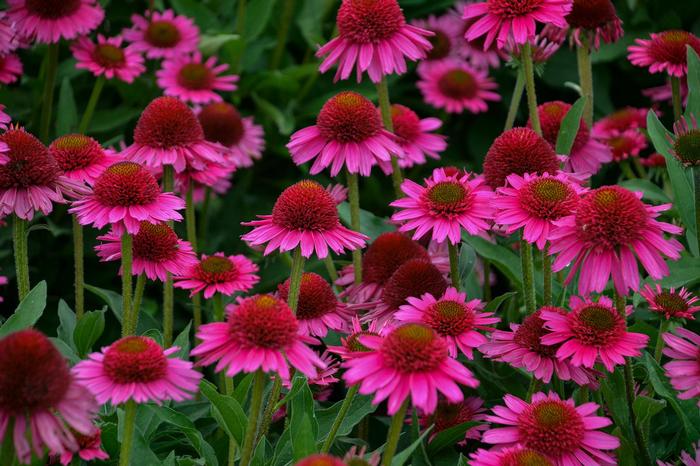 Echinacea Delicious Candy