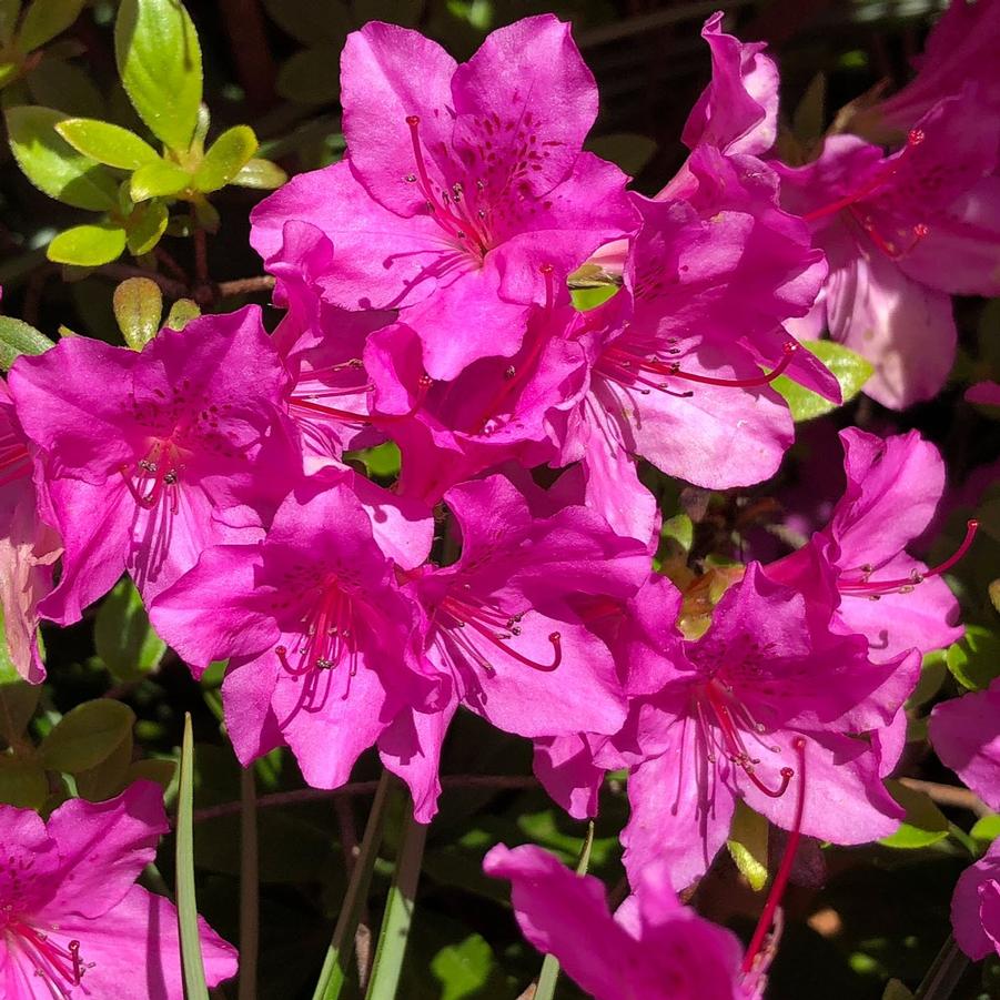 Azalea Southern Indica hybrid Phoenicia