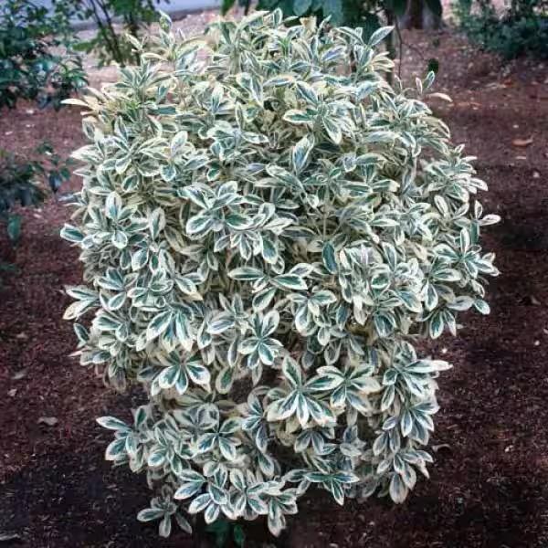 Euonymus japonica Silver Queen