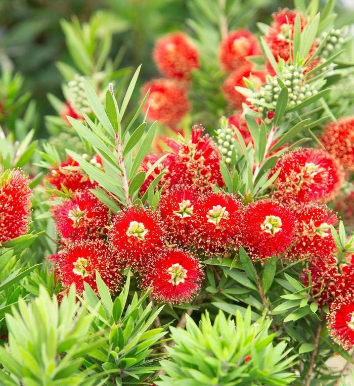 Callistemon viminalis Light Show&reg;