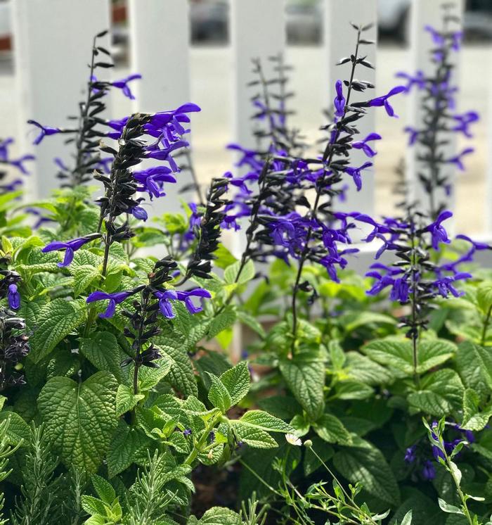 Salvia guaranitica Nectar Blue&trade;